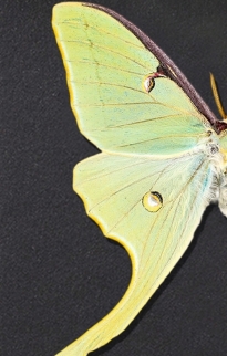 Moth Baroque Frames