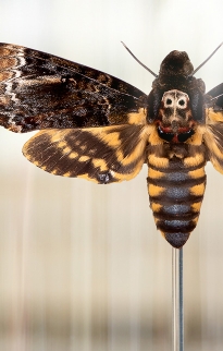 Moth Glass Domes