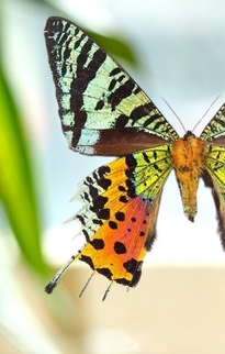 Moth Clear Frames