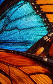 Multiple Specimen Frames