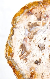Other Fossils