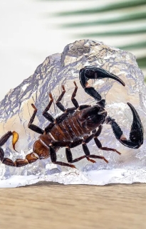 Insects In Resin