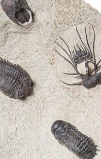 Trilobite Fossils on Stands