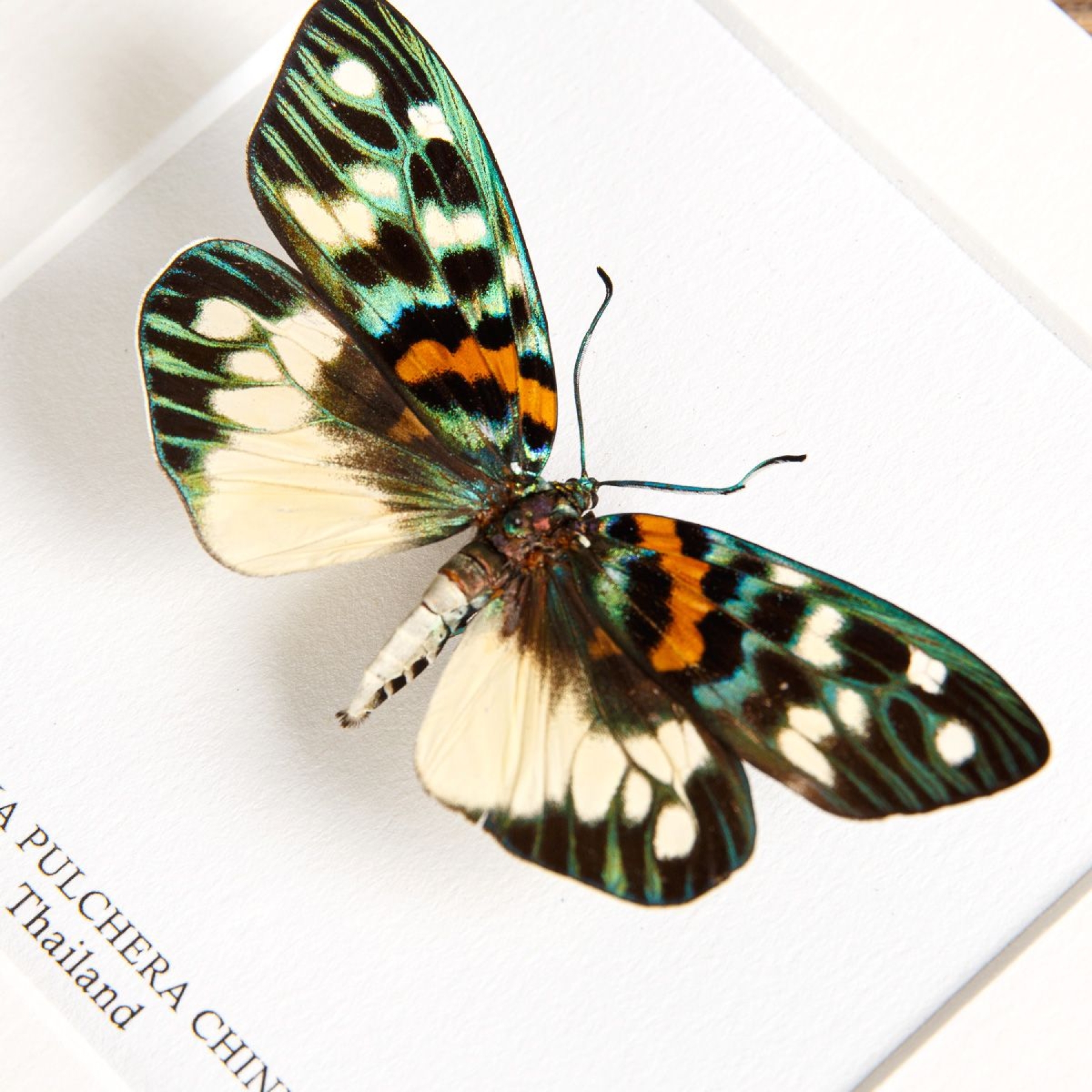 Erasmia pulchera chinensis In Box Frame from Asia