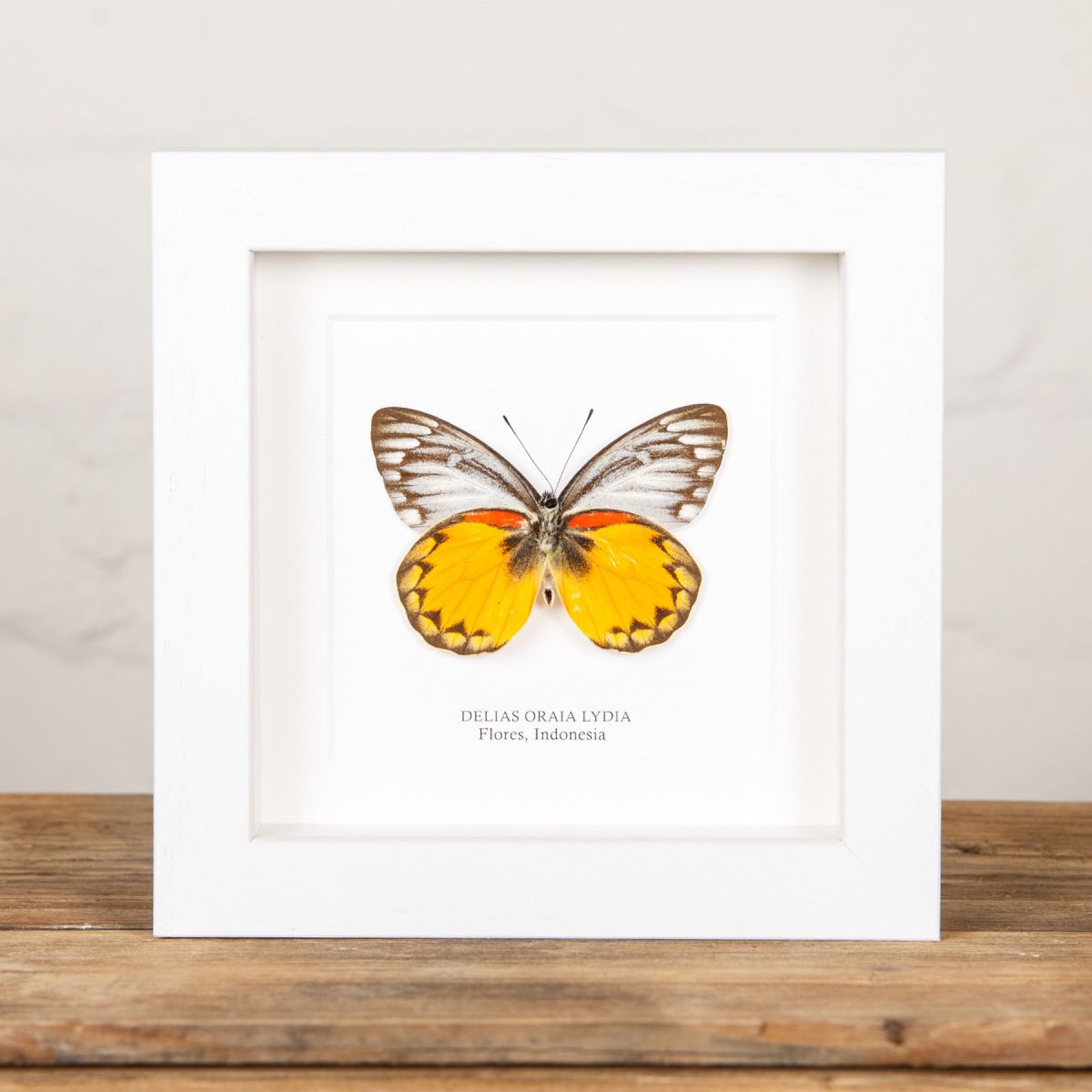 Delias Butterfly  In Box Frame from Flores, indonesia(Delias oraia lydia)