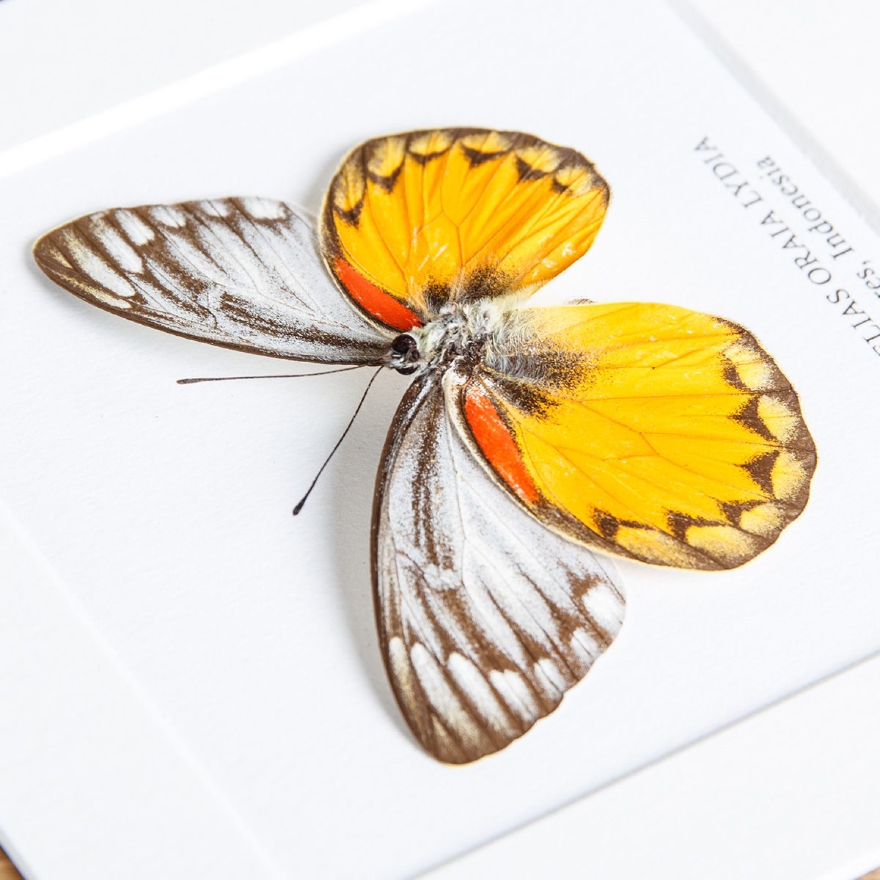 Delias Butterfly  In Box Frame from Flores, indonesia(Delias oraia lydia)
