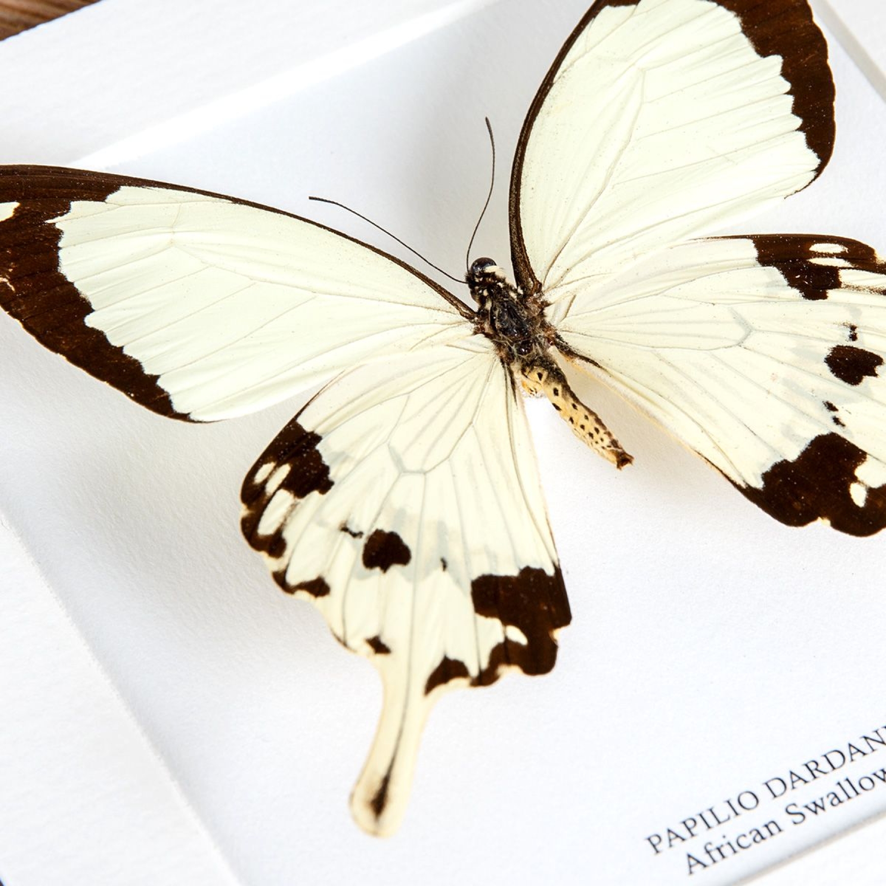 Minibeast African Swallowtail Butterfly In Box Frame (Papilio dardanus)