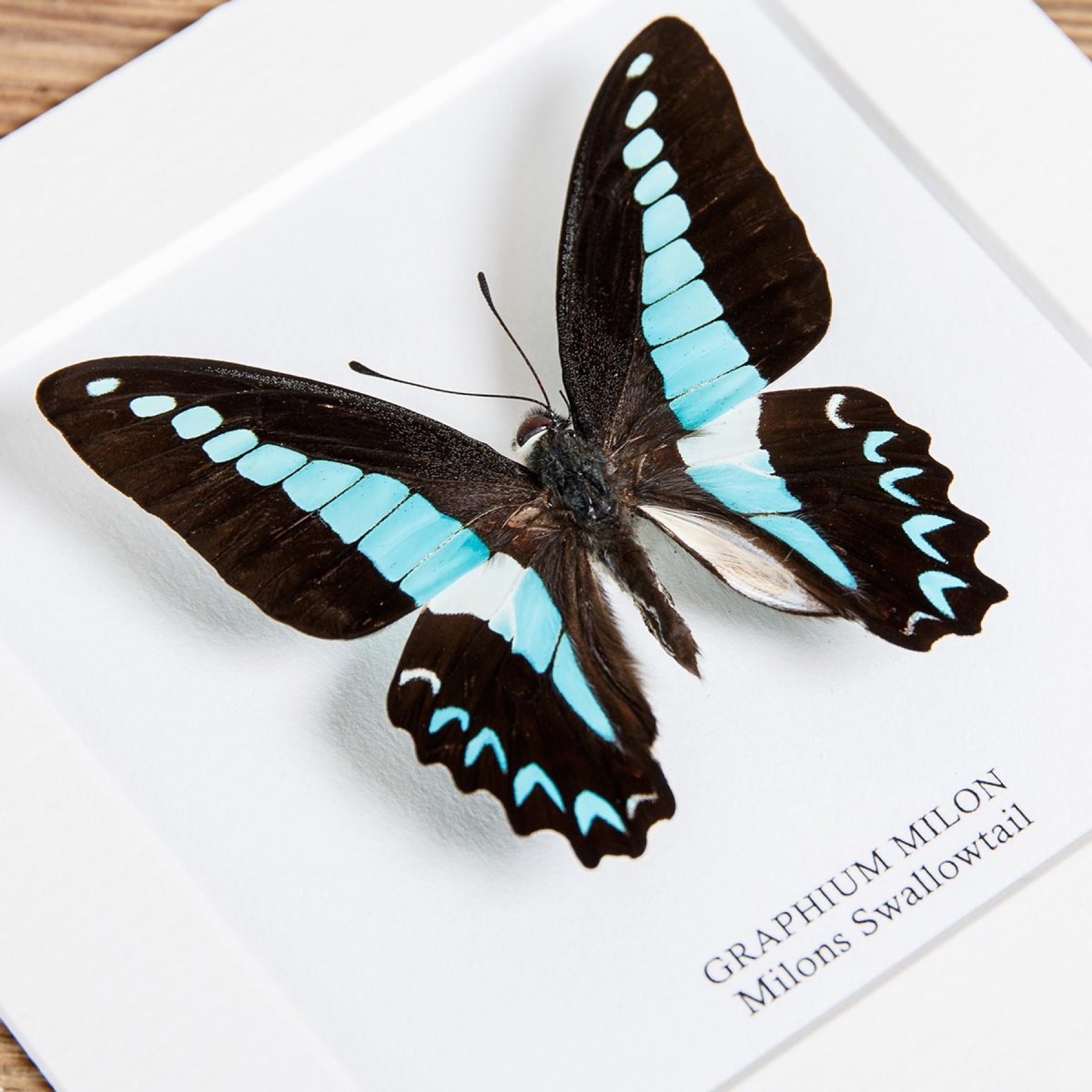Milon's Swallowtail Butterfly In Box Frame (Graphium milon)