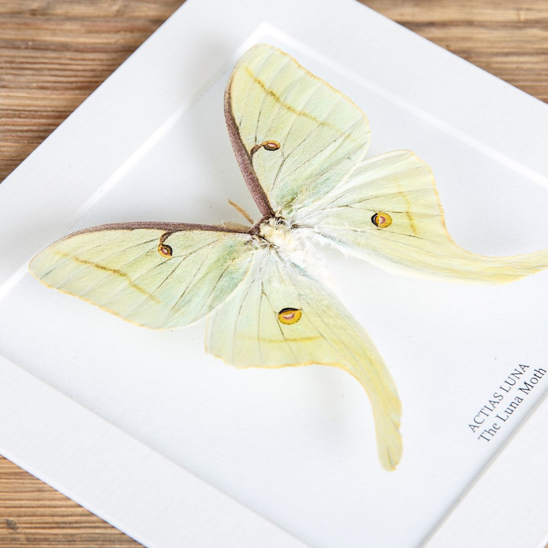 The Luna Moth In Box Frame (Actias luna)
