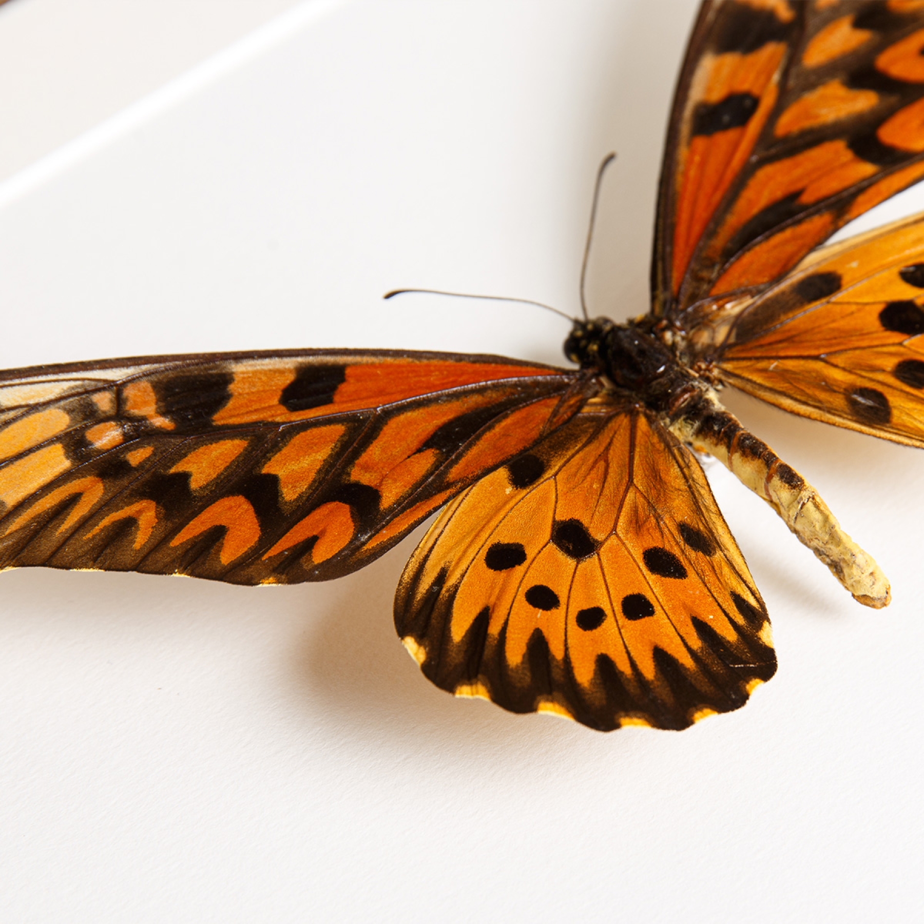 Giant African Swallowtail Butterfly In Box Frame (Papilio antimachus)