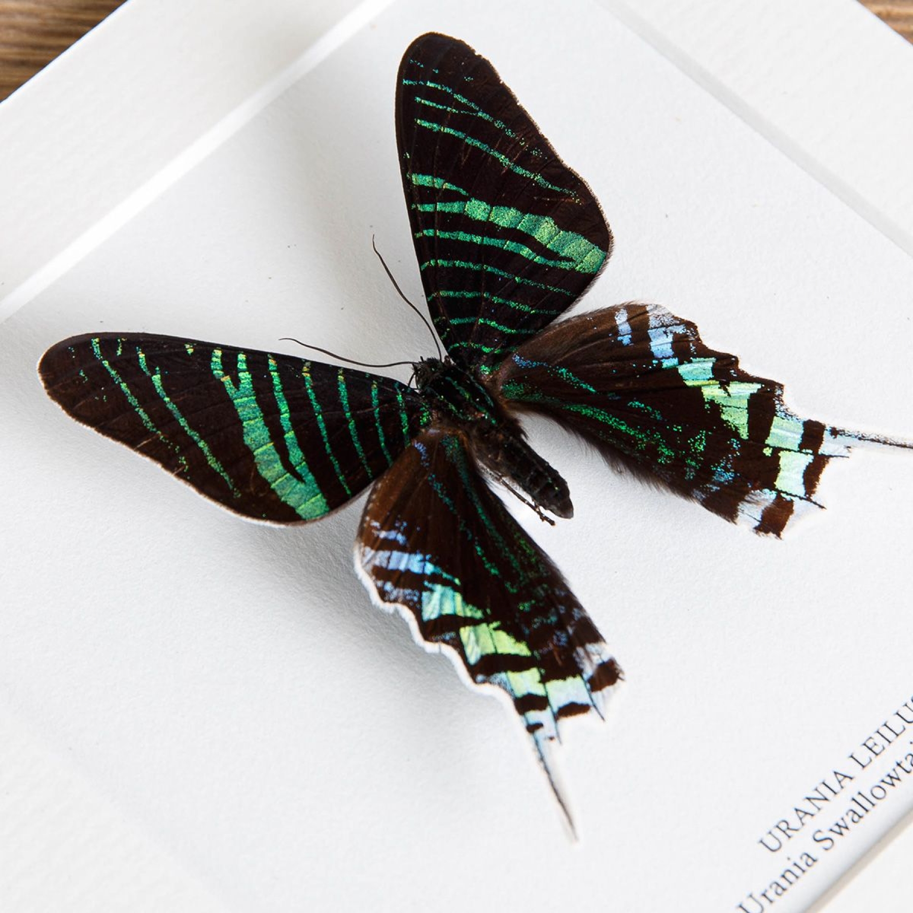 Urania Swallowtail Moth In Box Frame (Urania leilus)