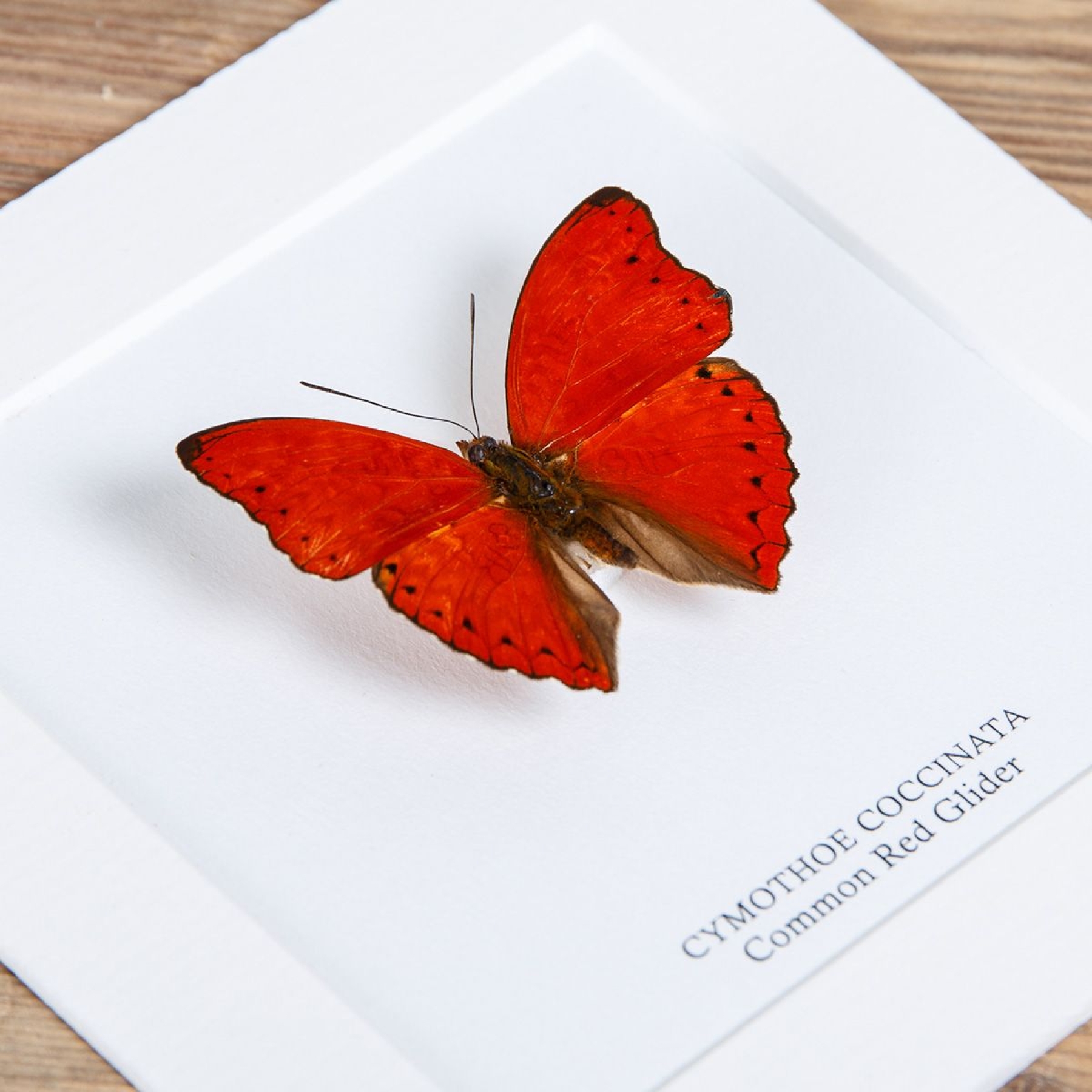 Common Red Glider In Box Frame (Cymothoe coccinata)