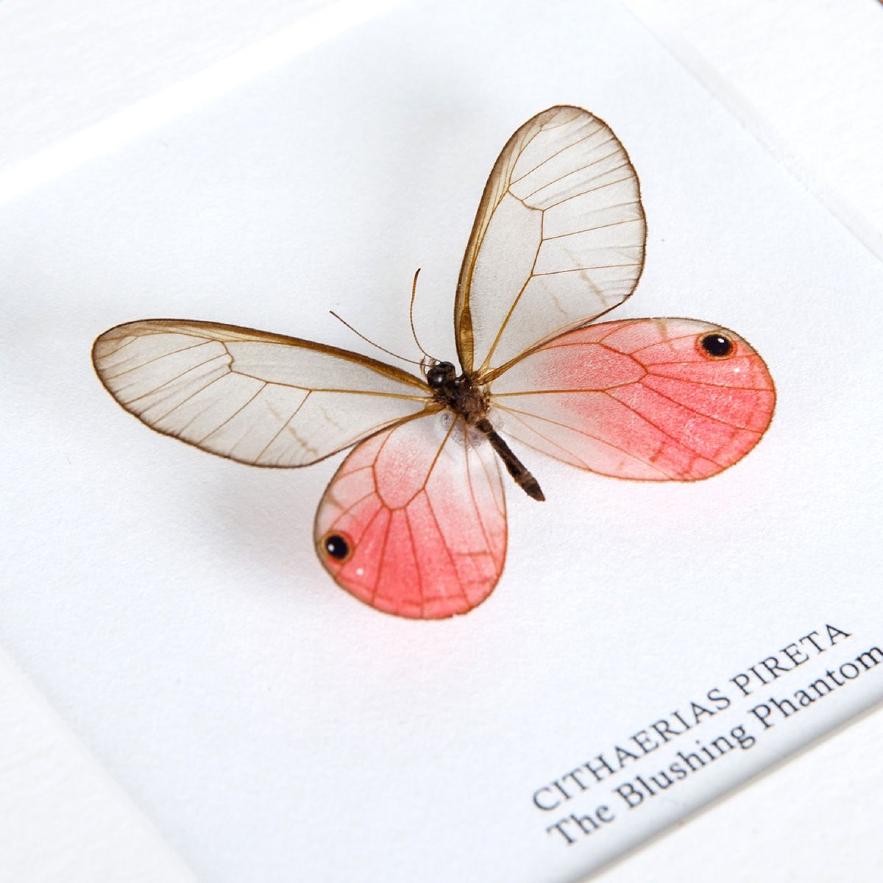 The Blushing Phantom Butterfly In Box Frame (Cithaerias pireta)