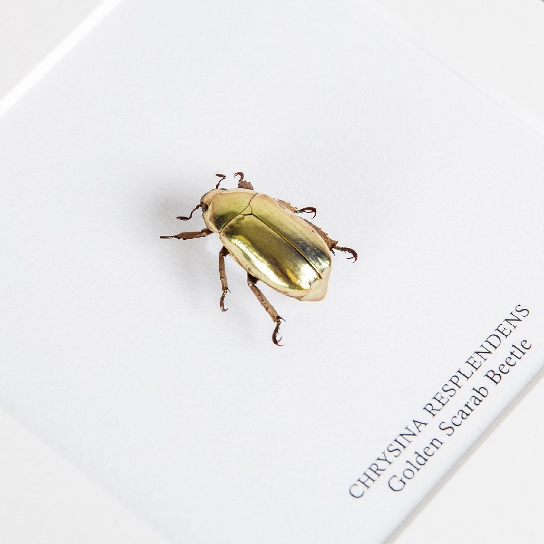 Golden Scarab Beetle In Box Frame (Chrysina resplendens)