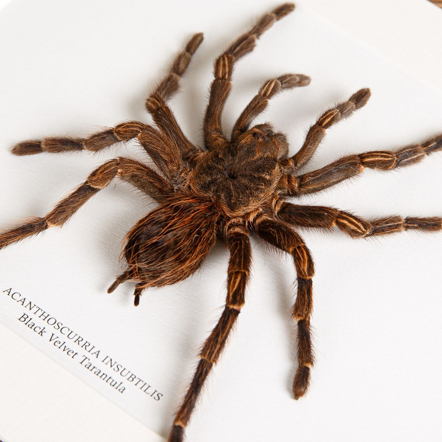 Minibeast Black Velvet Tarantula In Box Frame (Acanthoscurria insubtilis)