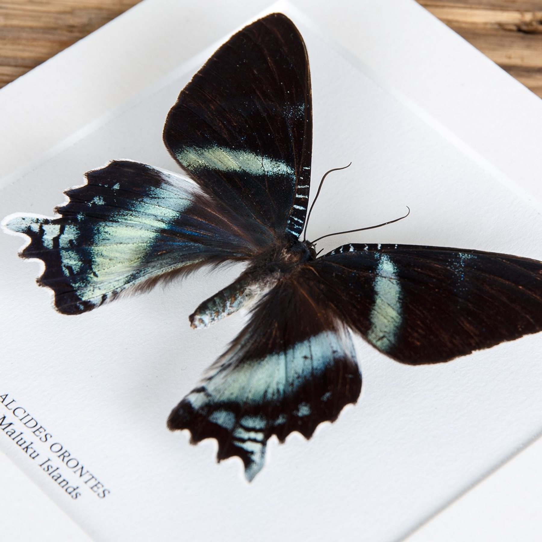 Alcides orontes Moth In Box Frame from Maluku islands