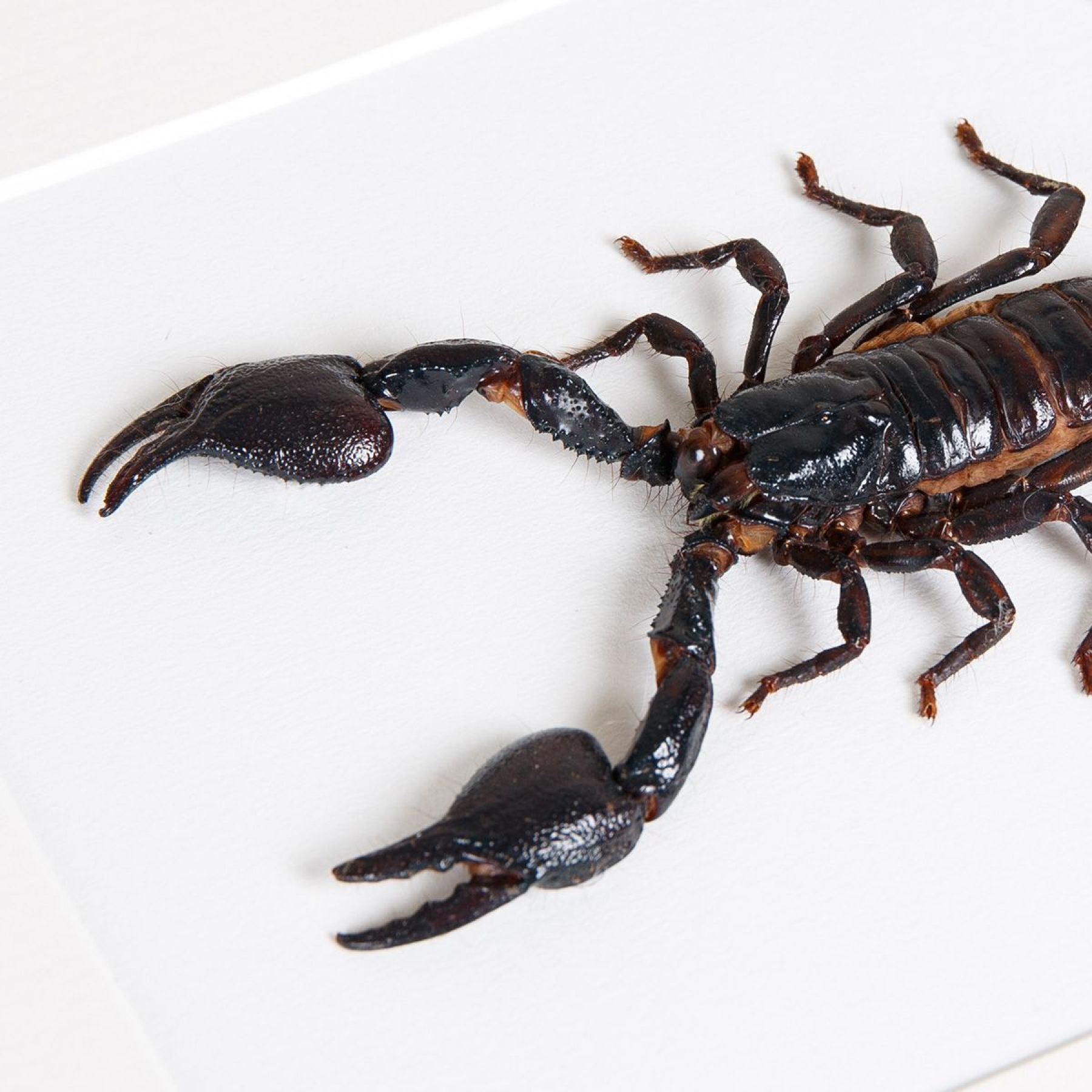 Giant Forest Scorpion In Box Frame (Heterometrus)