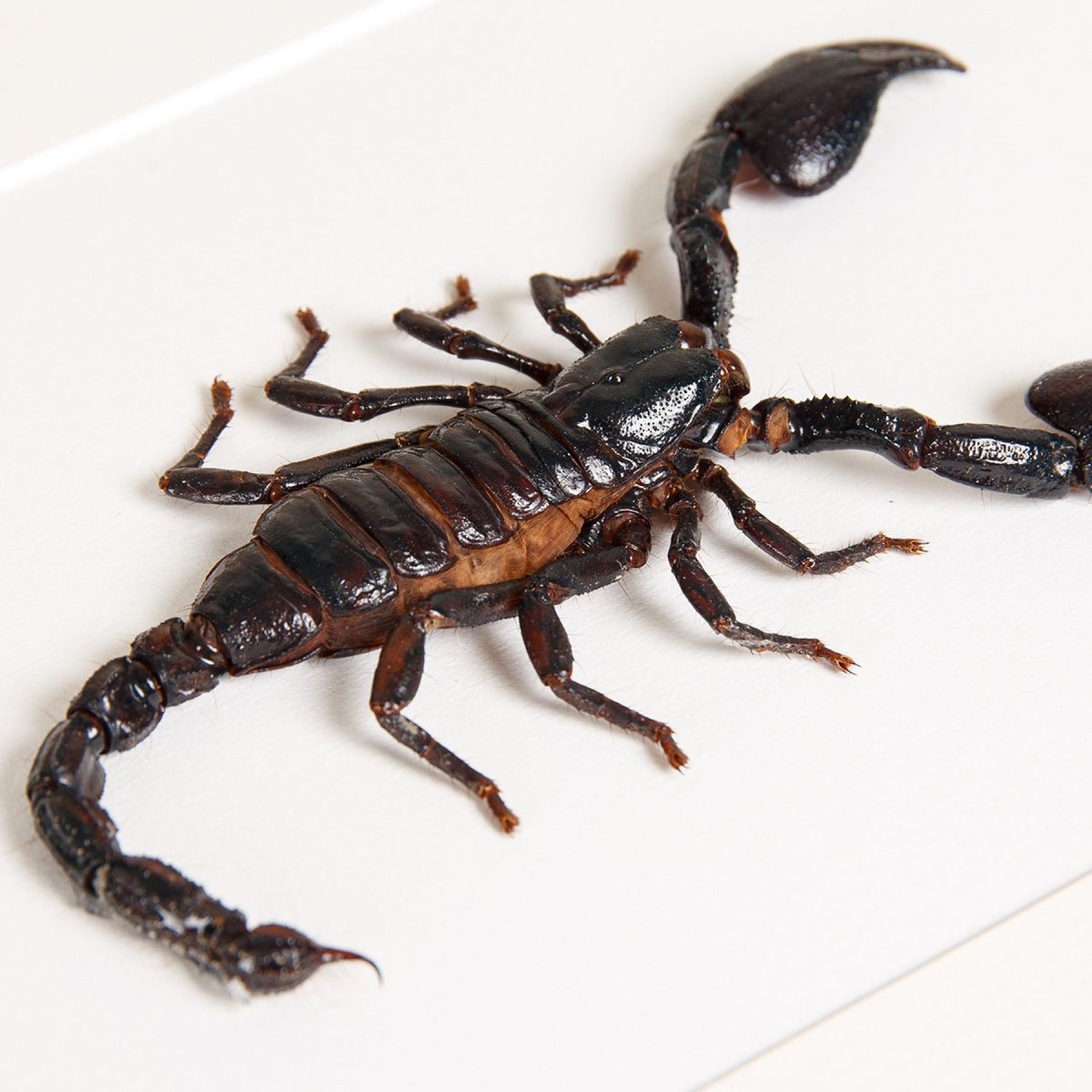 Giant Forest Scorpion In Box Frame (Heterometrus)