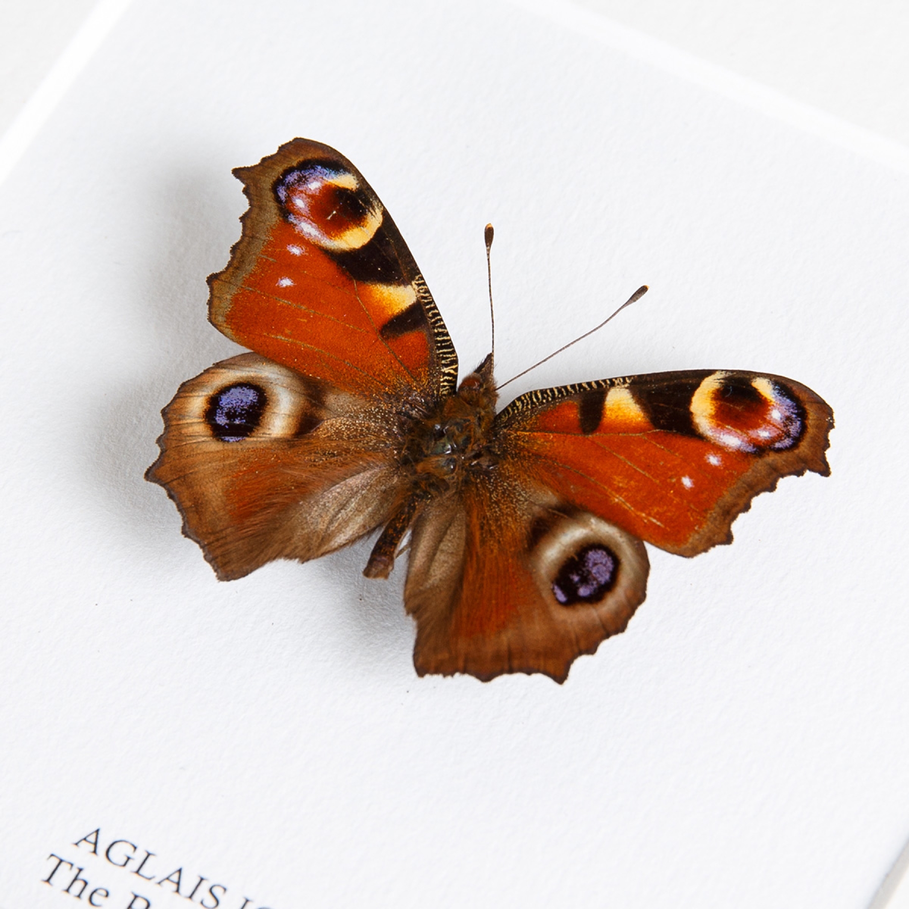 The Peacock Butterfly In Box Frame (Aglais io)
