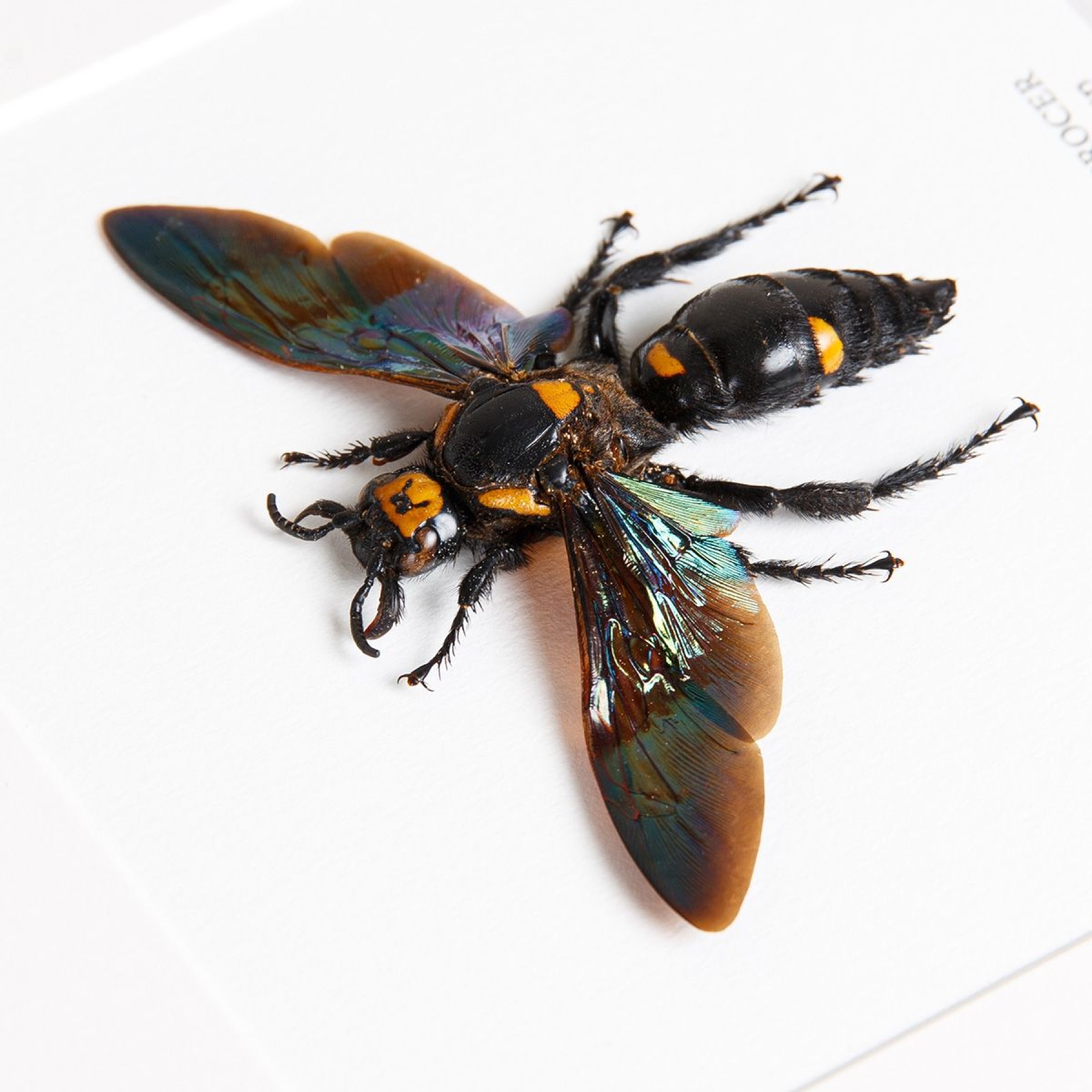 Giant Scoliid Wasp  In Box Frame (Megascolia procer)(XL)