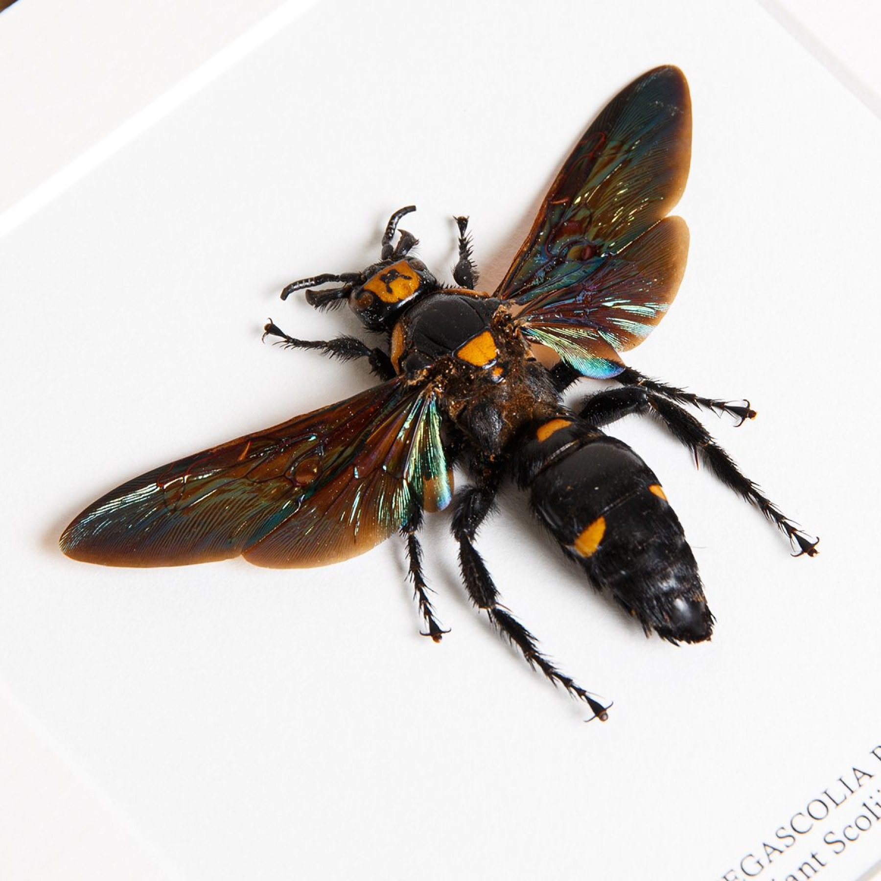 Giant Scoliid Wasp  In Box Frame (Megascolia procer)(XL)