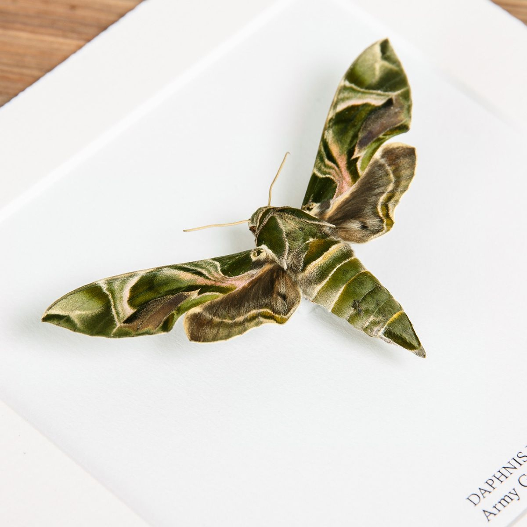 Army Green Moth In Box Frame (Daphnis nerii)