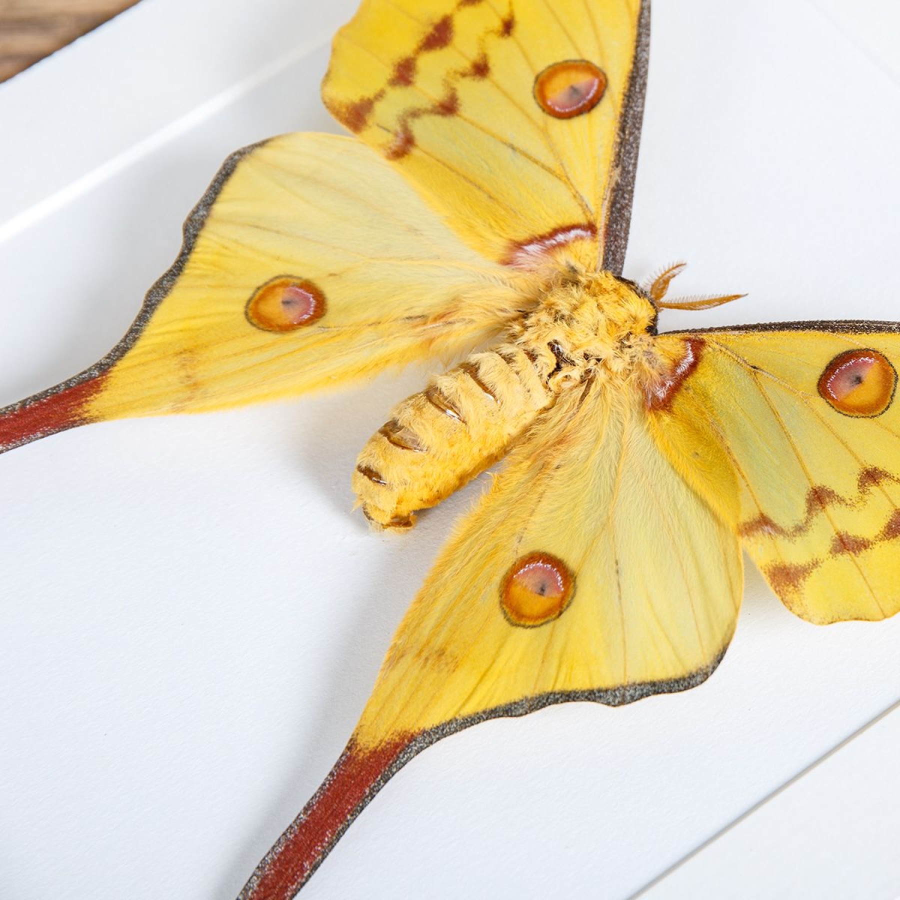 Female Comet Moth In Box Frame (Argema mittrei)