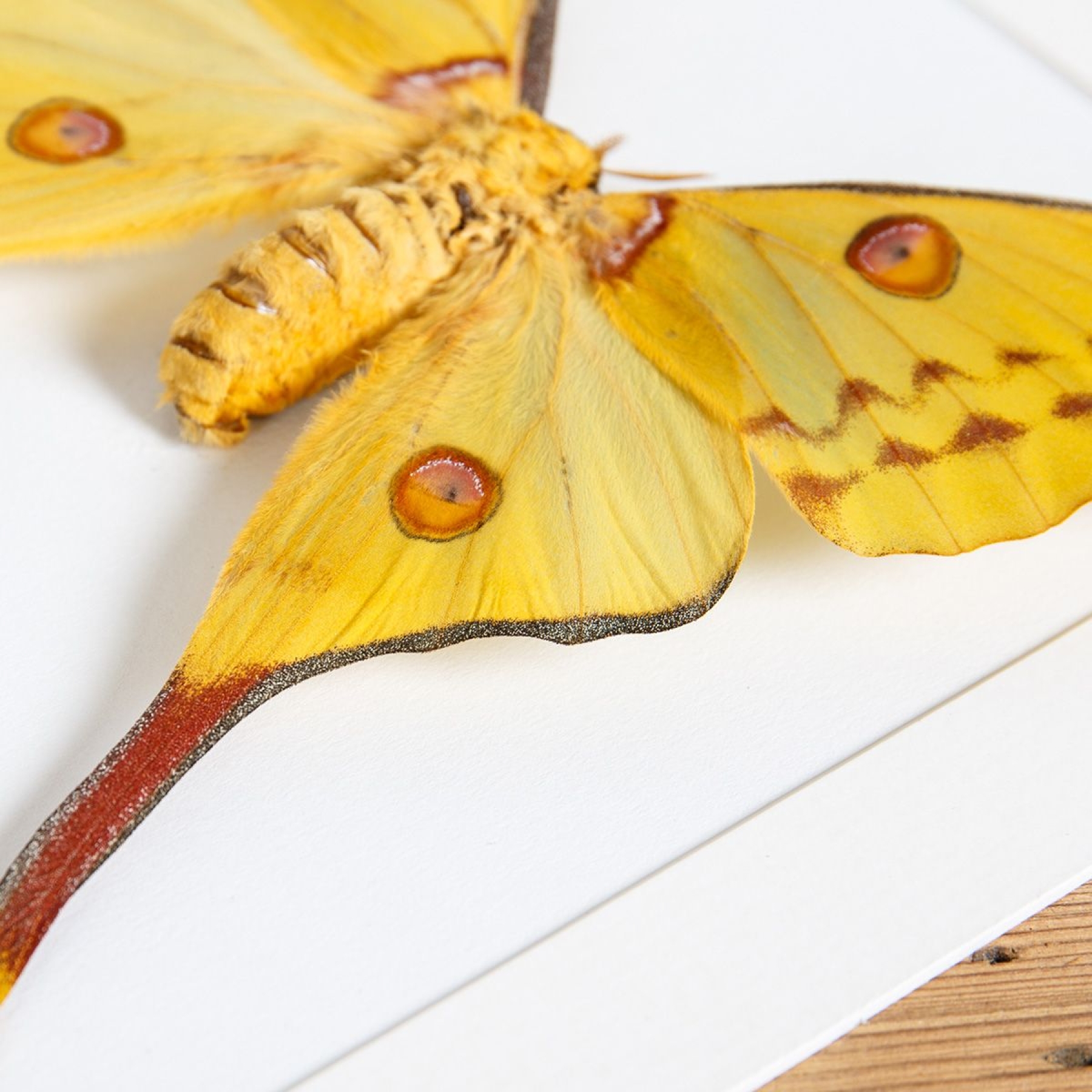 Female Comet Moth In Box Frame (Argema mittrei)