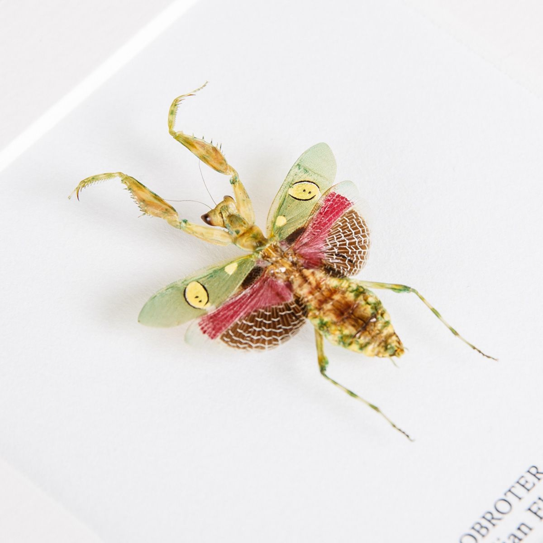 Female Jewelled Flower Mantis In Box Frame (Creobroter gemmatus) Female Jewelled Flower Mantis In Box Frame (Creobroter gemmatus)