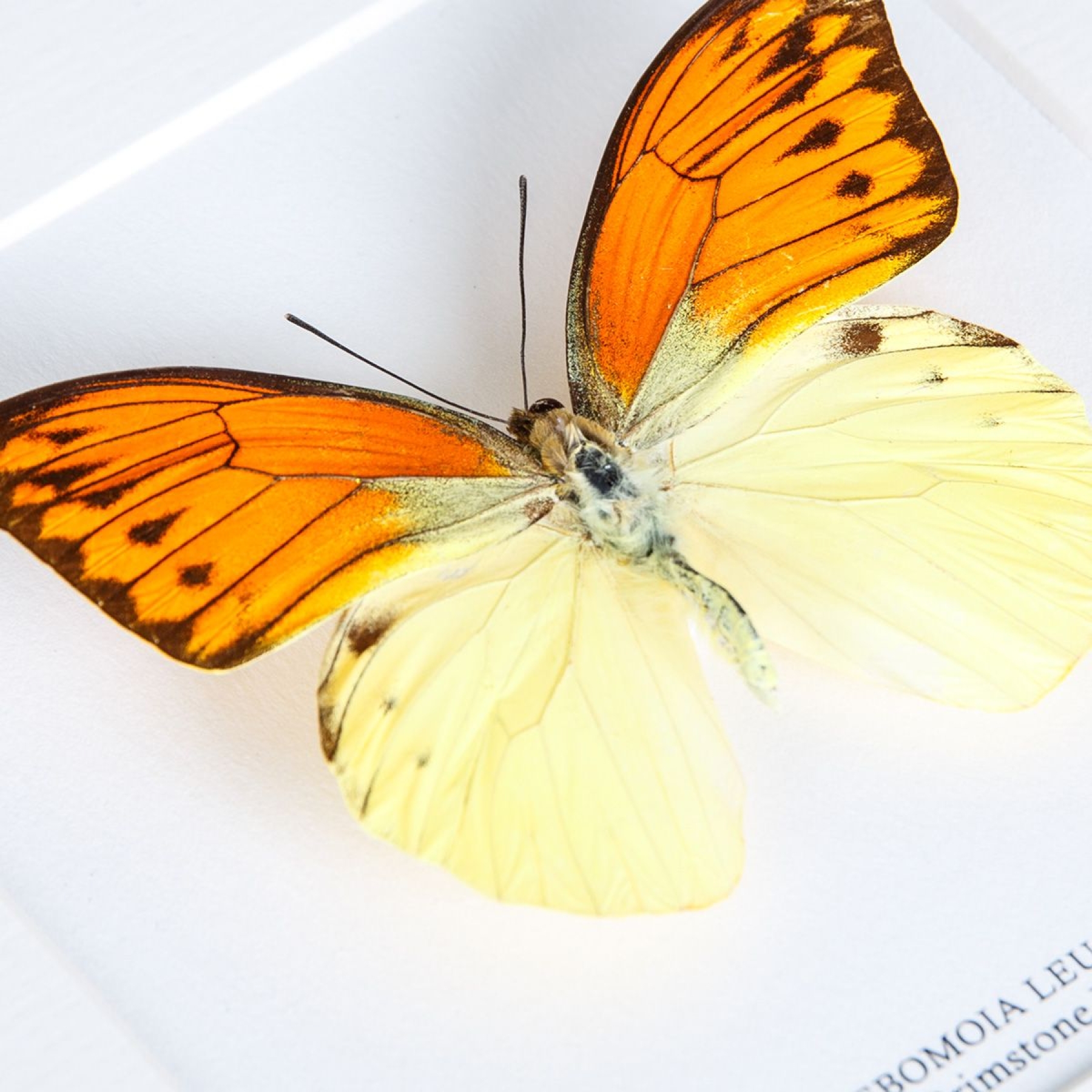 Brimstone Wing Butterfly In Box Frame (Hebomoia leucippe)