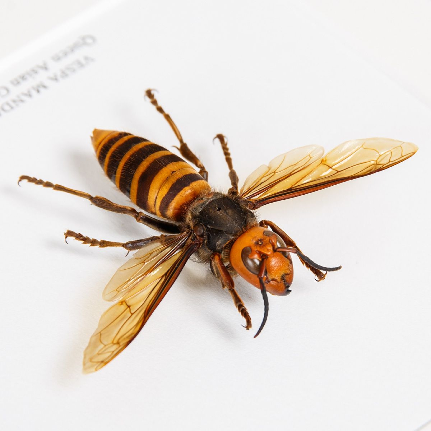 Queen Asian Giant Hornet In Box Frame (Vespa mandarinia) Queen Asian Giant Hornet In Box Frame (Vespa mandarinia)