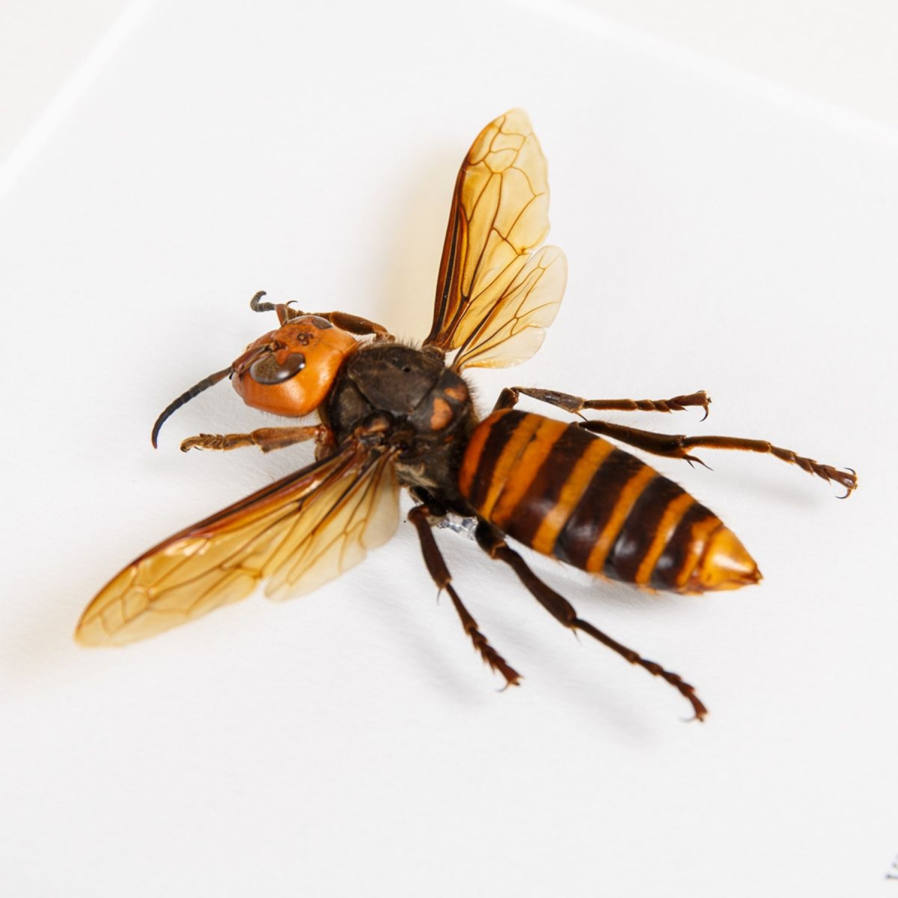 Queen Asian Giant Hornet In Box Frame (Vespa mandarinia) Queen Asian Giant Hornet In Box Frame (Vespa mandarinia)