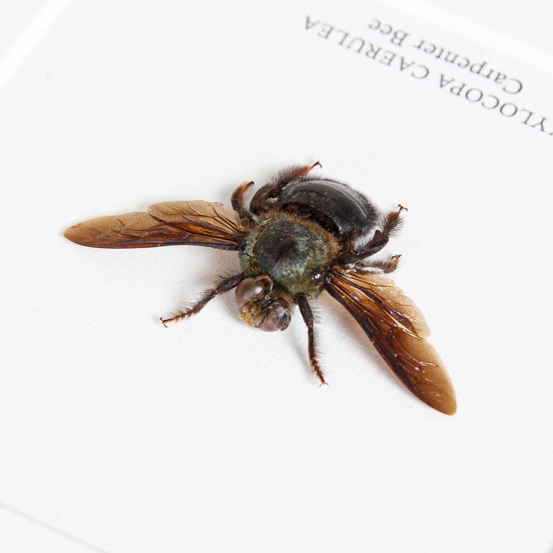 Carpenter Bee In Box Frame (Xylocopa caerulea)