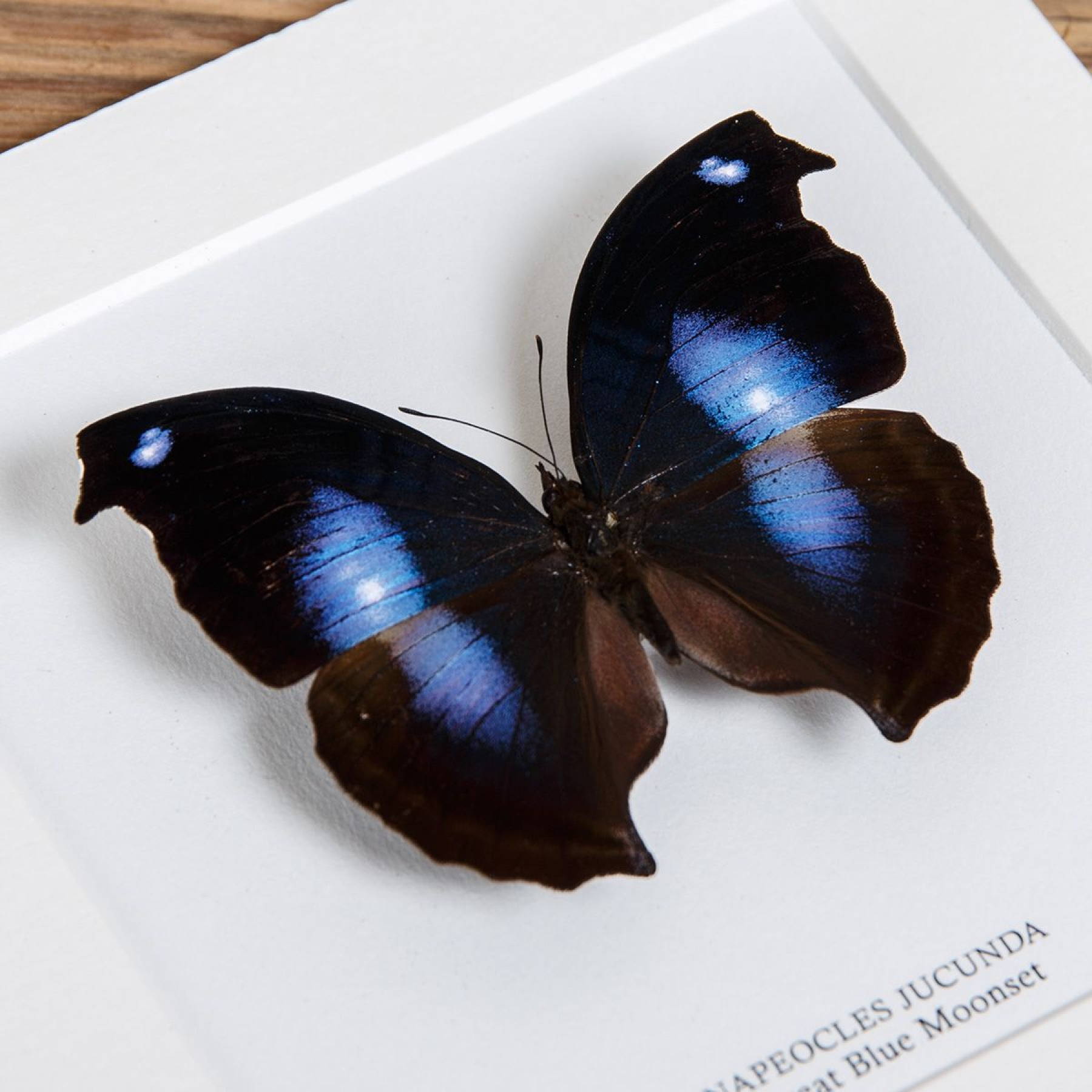 Great Blue Moonset Butterfly In Box Frame (Napeocles jucunda)