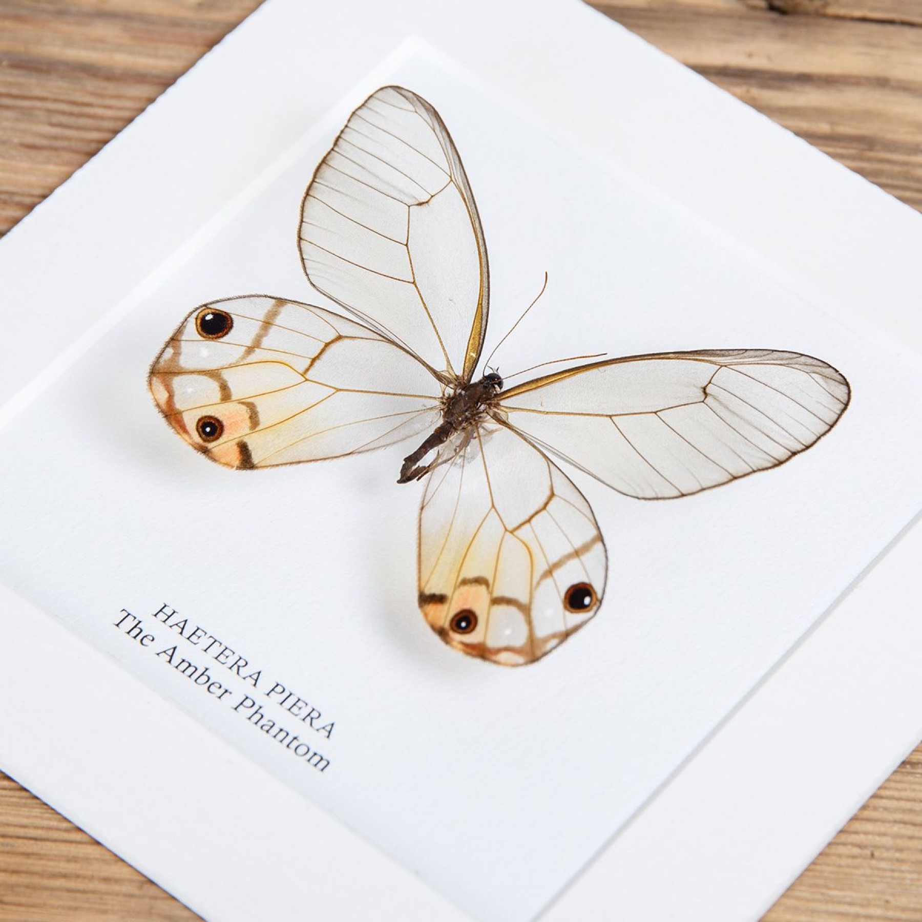 Minibeast The Amber Phantom Butterfly In Box Frame (Haetera piera)