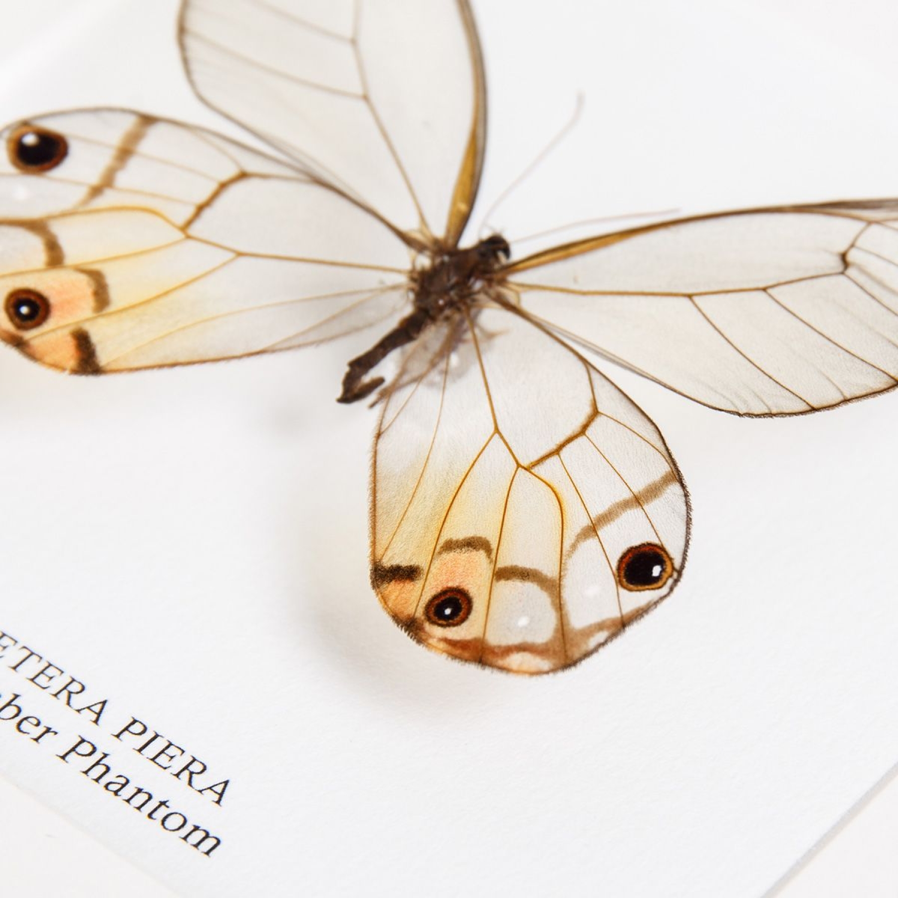 Minibeast The Amber Phantom Butterfly In Box Frame (Haetera piera)