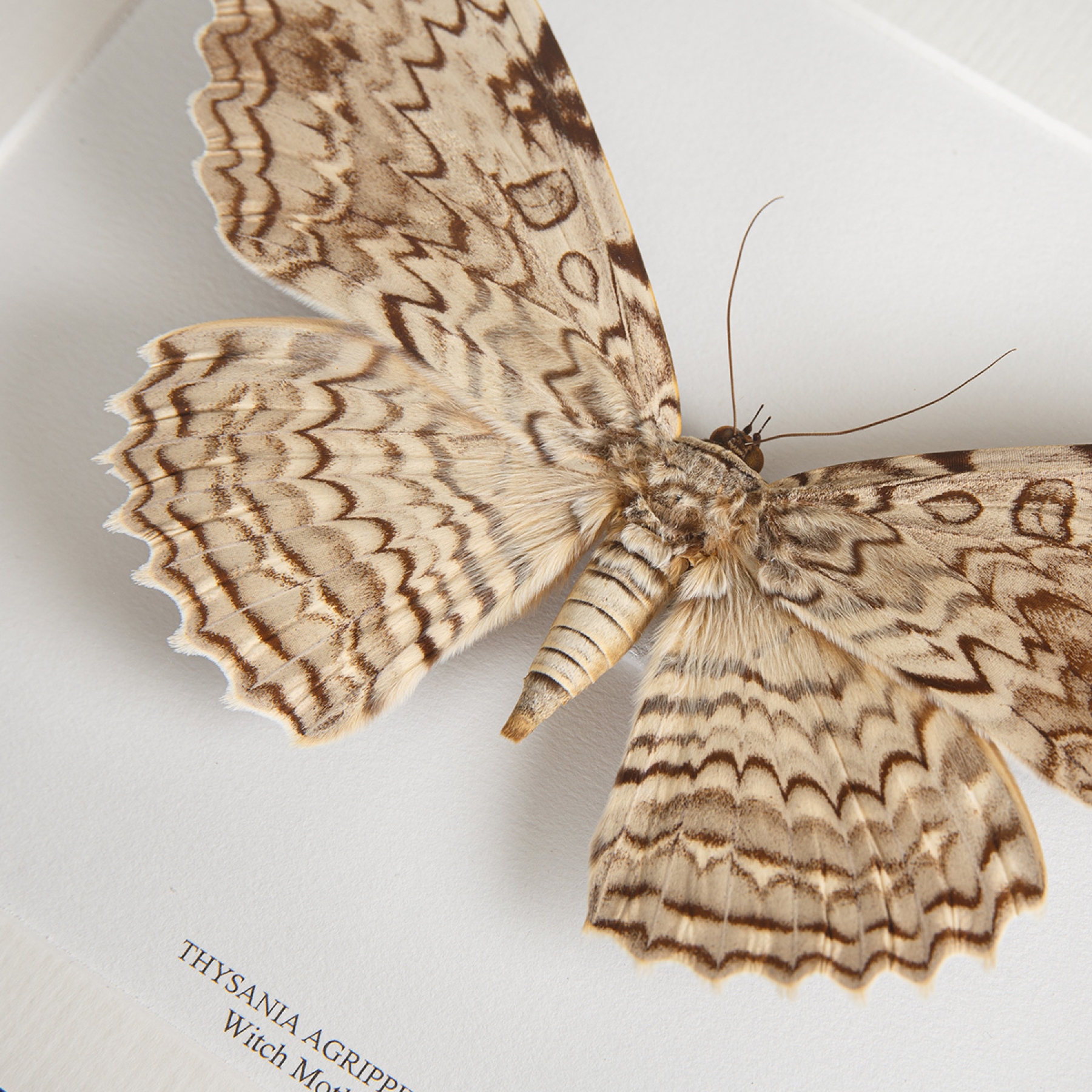 Minibeast Heks Moth In Lijst (Thysania agrippina)