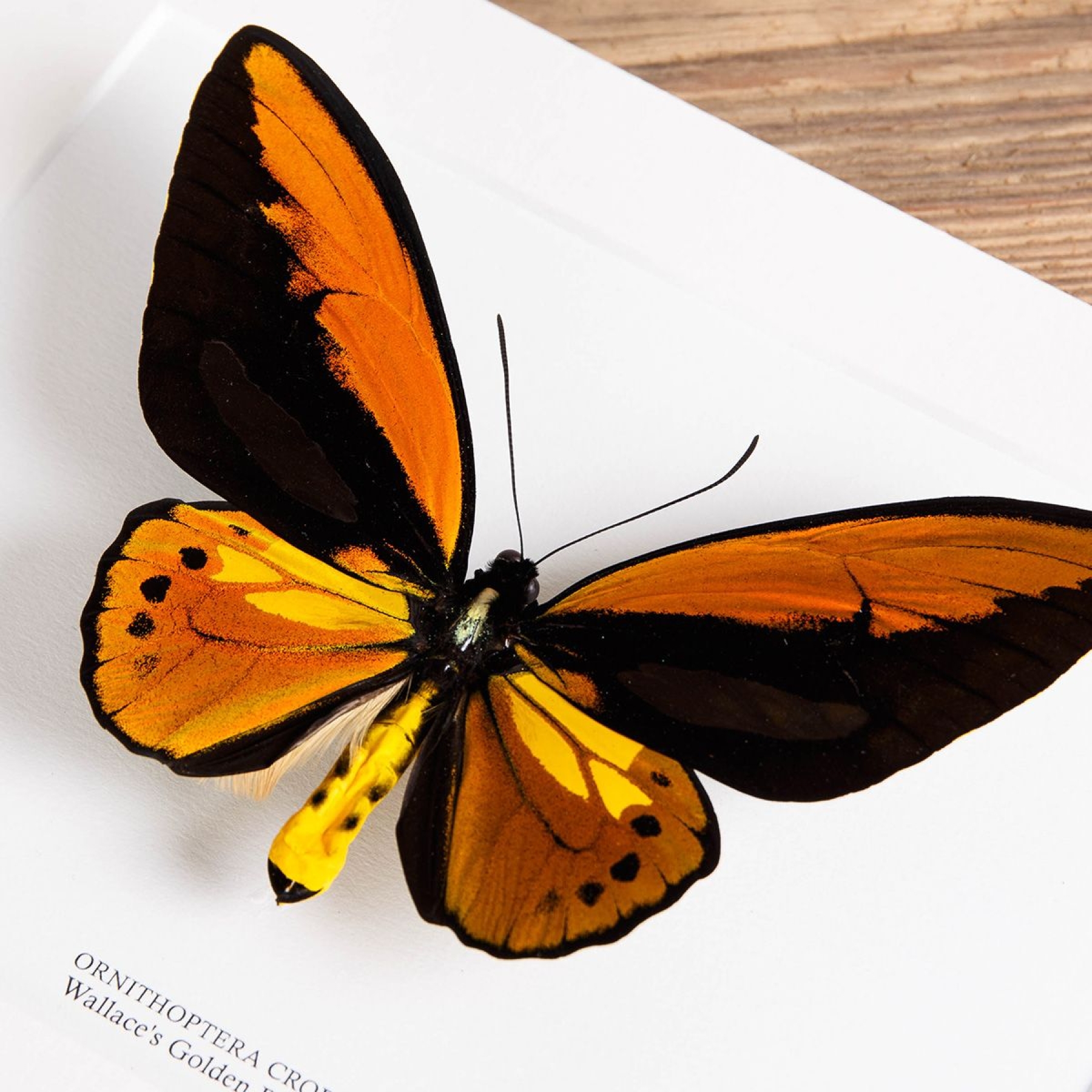 Minibeast Wallace's Golden Birdwing In Box Frame (Ornithoptera croesus)