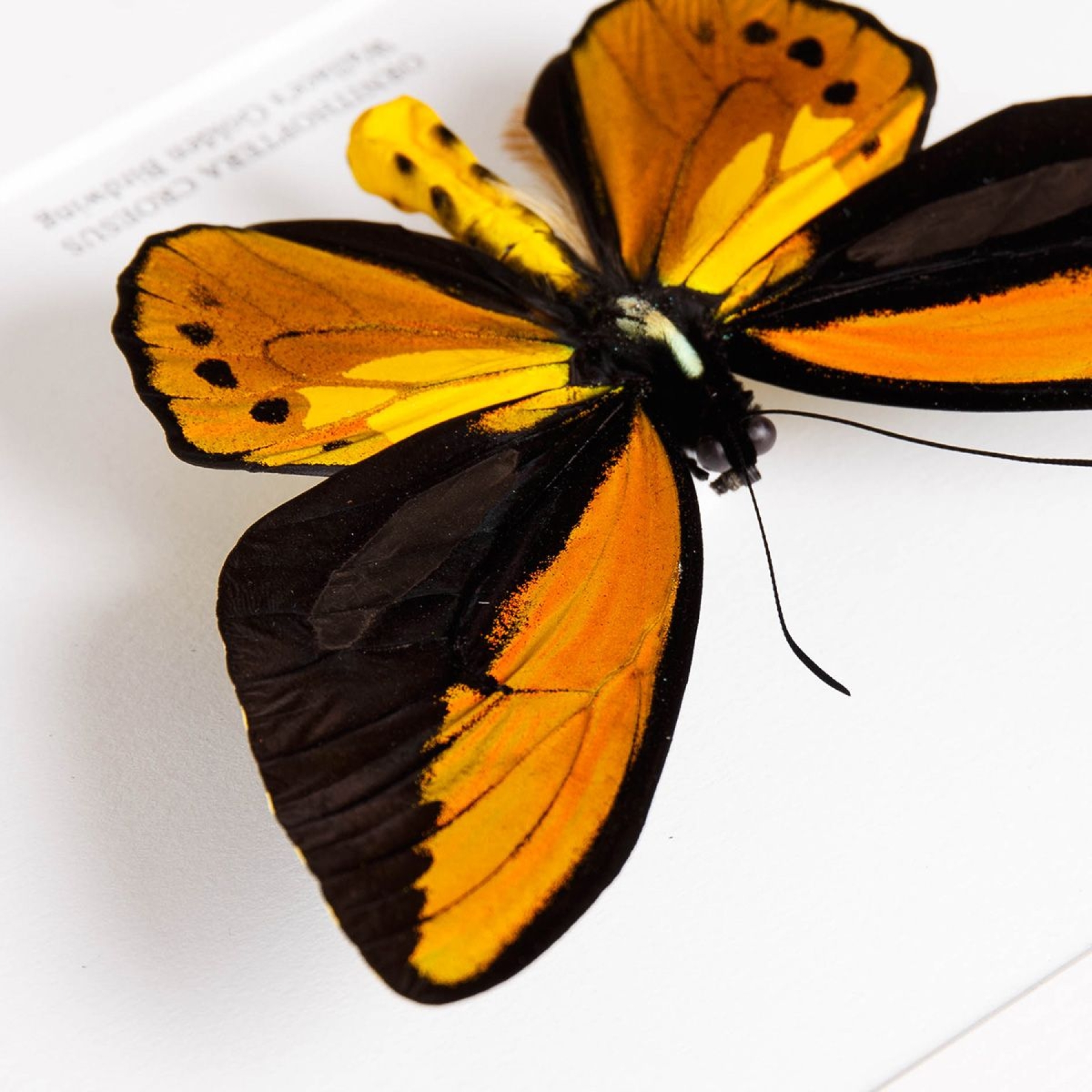 Minibeast Wallace's Golden Birdwing In Box Frame (Ornithoptera croesus)