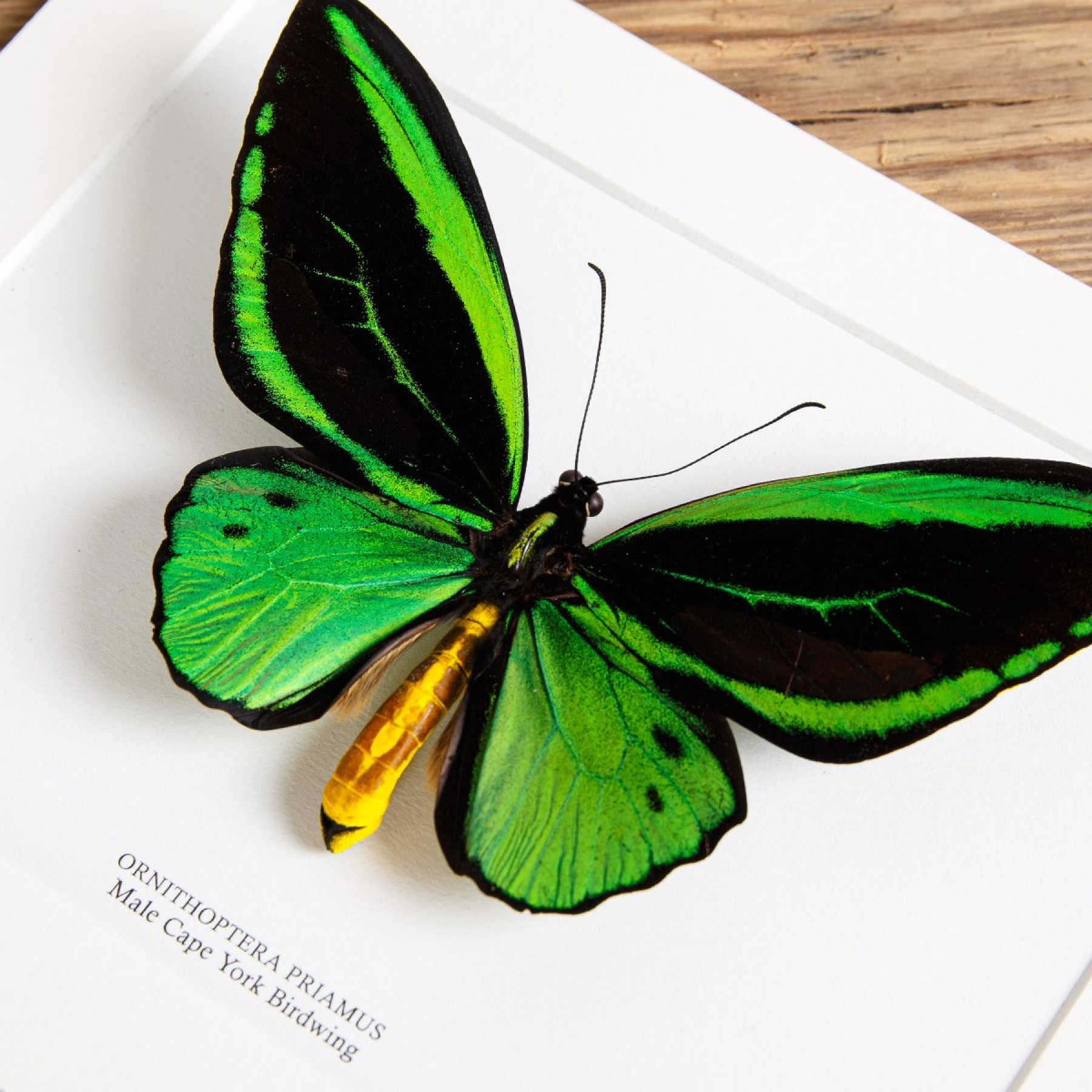 Minibeast Cape York Birdwing In Box Frame (Ornithoptera priamus)