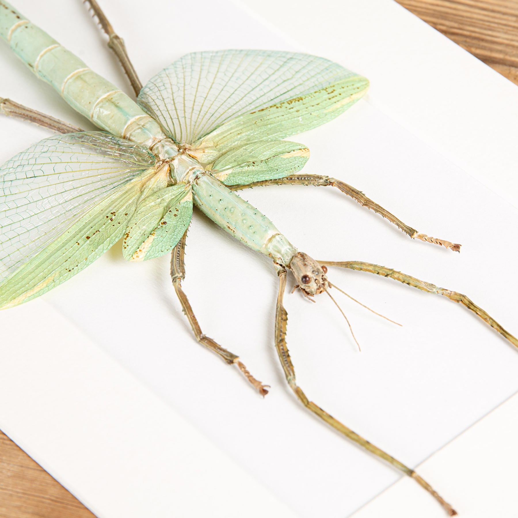 Giant Stick Insect In Box Frame (Eurycnema versirubra)