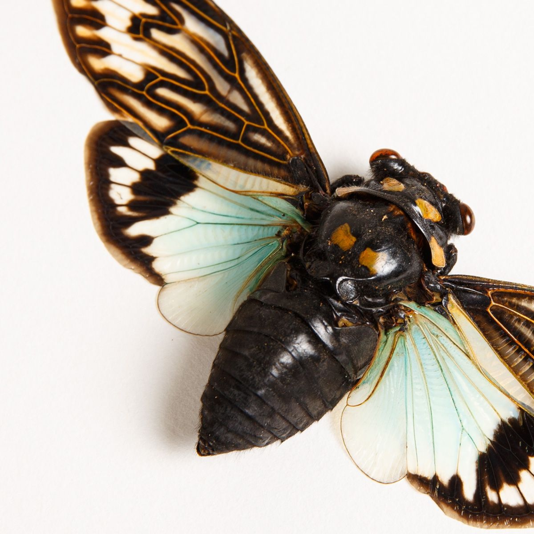 Blue Cicada In Box Frame (Distantalna splendida)