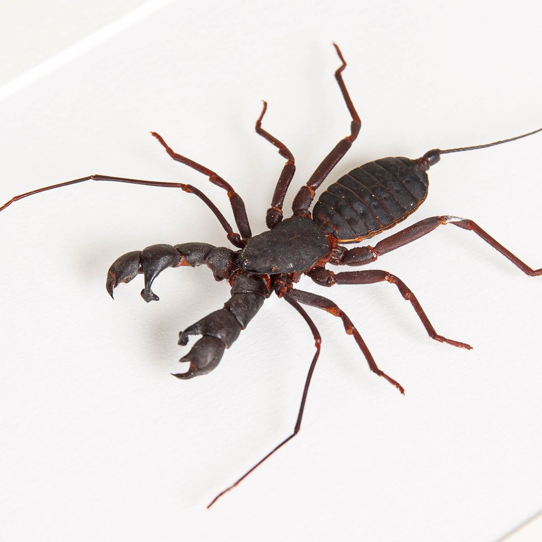 Whip Scorpion In Box Frame (Hypocnoctus rangunensis)