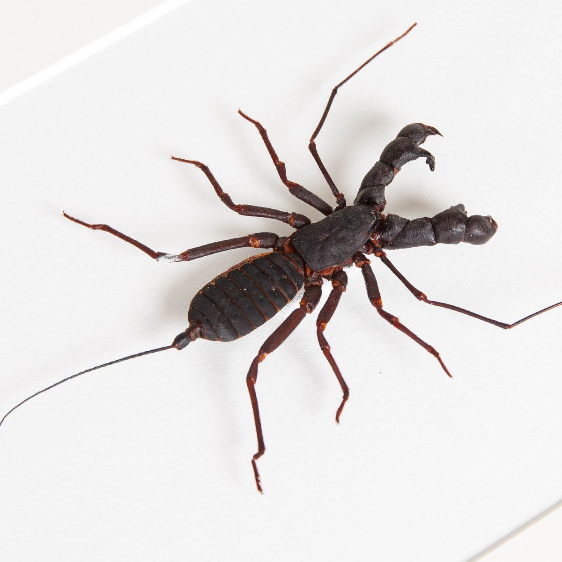 Whip Scorpion In Box Frame (Hypocnoctus rangunensis)