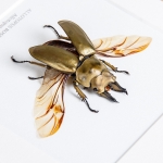 Allotopus Beetle In Box Frame (Allotopus rosenbergi)