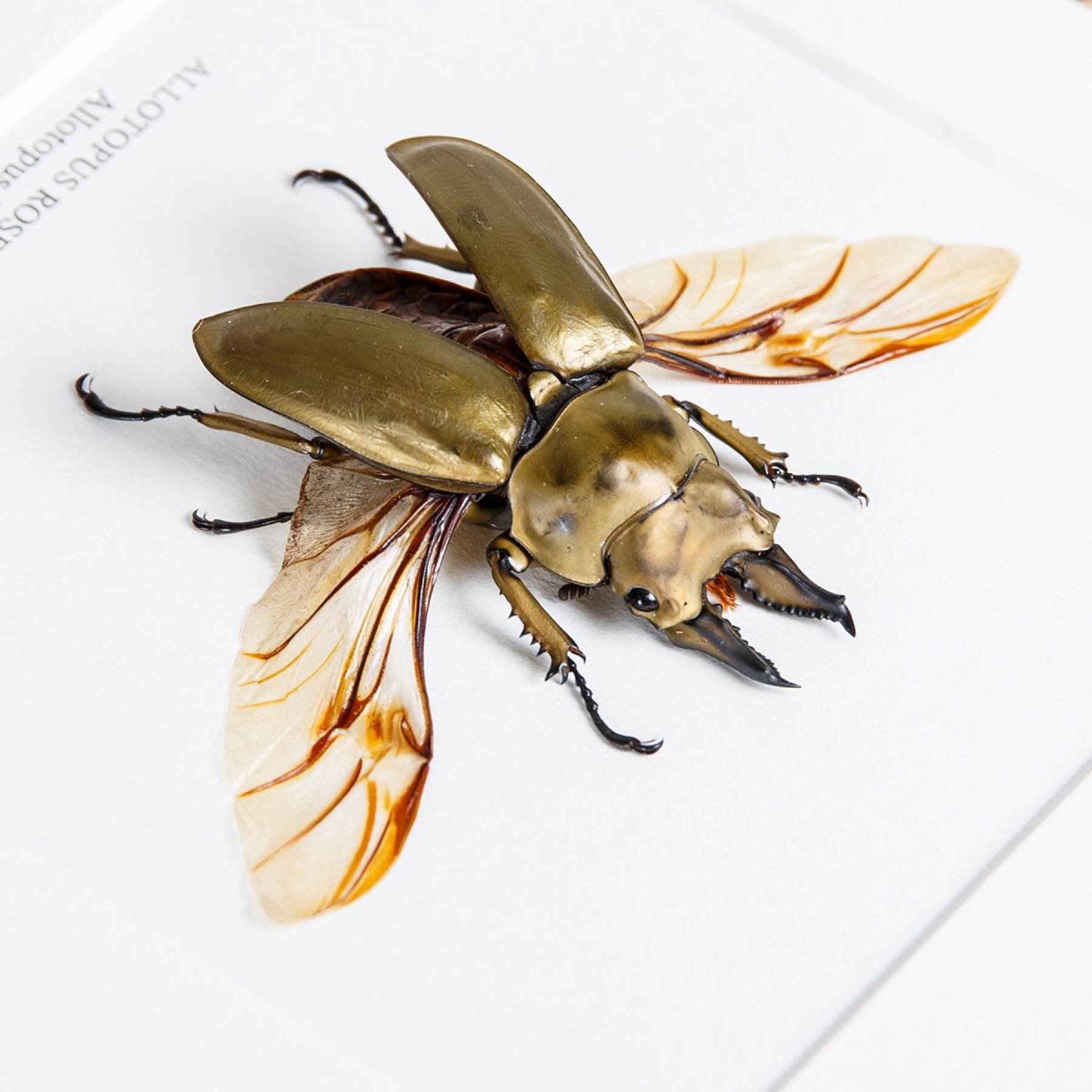 Allotopus Beetle In Box Frame (Allotopus rosenbergi) Allotopus Beetle In Box Frame (Allotopus rosenbergi)