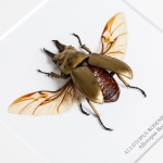 Allotopus Beetle In Box Frame (Allotopus rosenbergi)