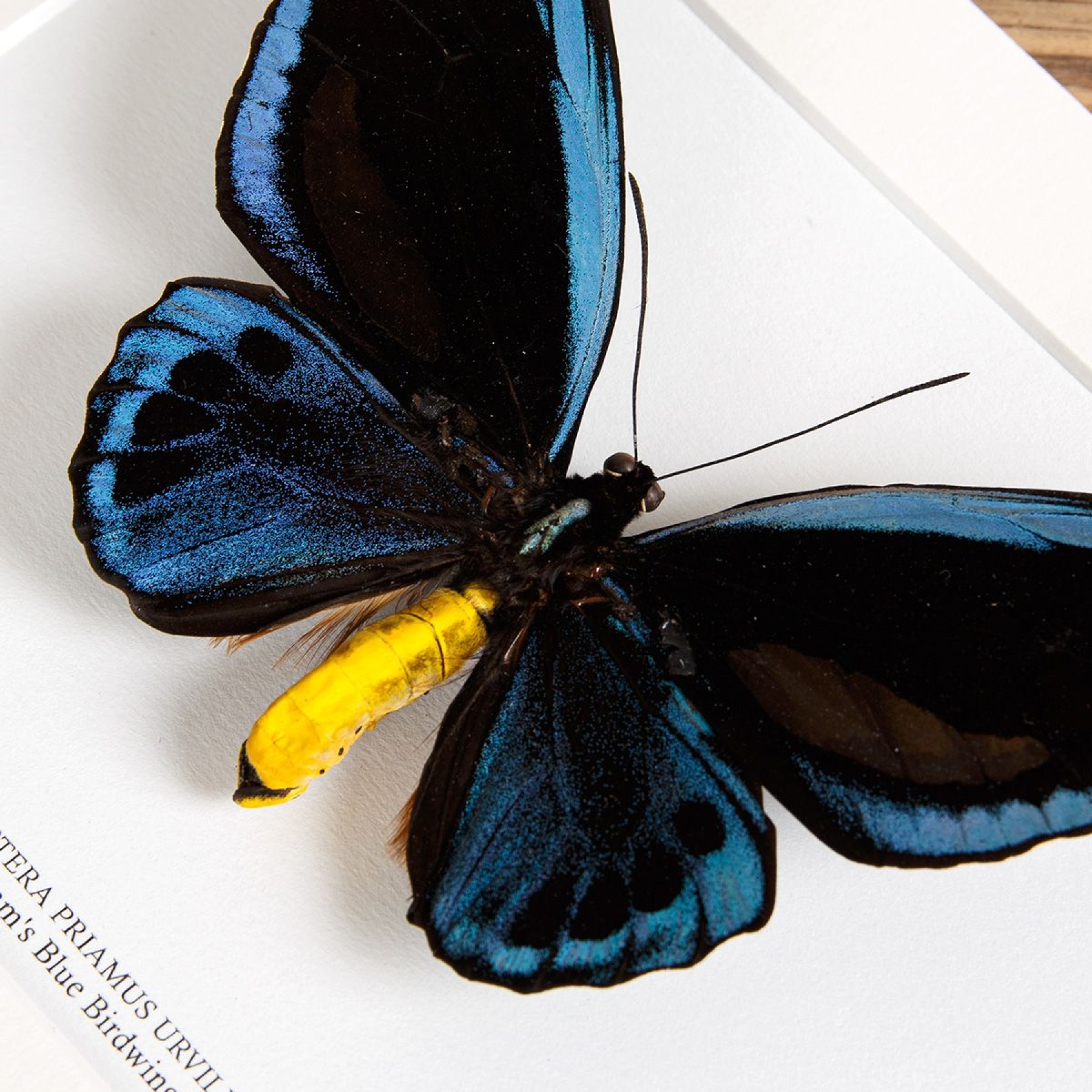 Priam's Blue Birdwing In Box Frame (Ornithoptera priamus urvillianus)