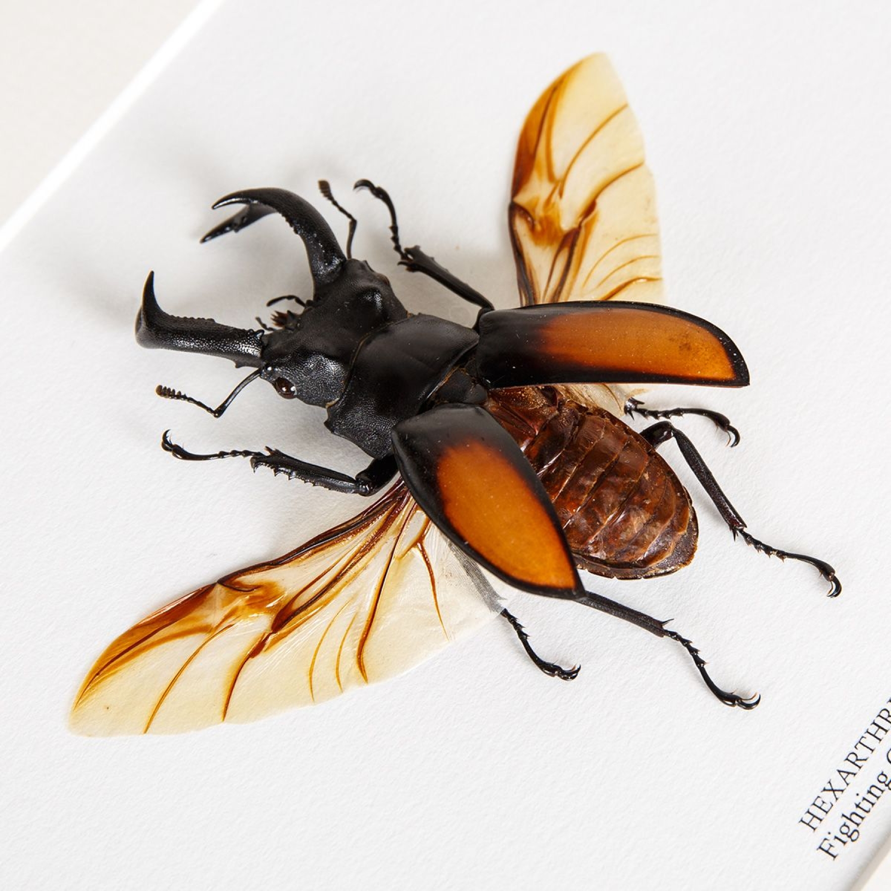 Fighting Giant Stag Beetle In Box Frame (Hexarthrius parryi)