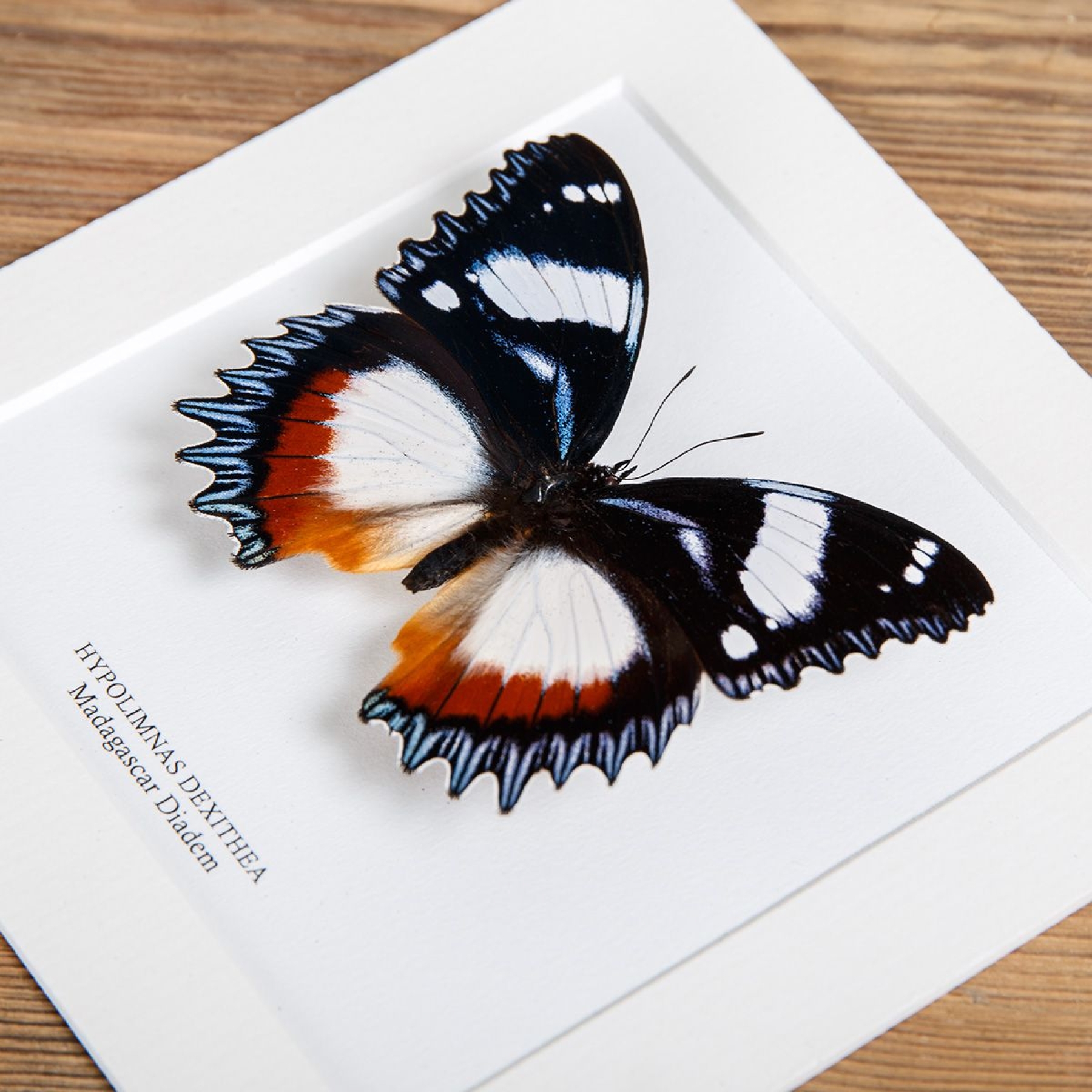Madagascar Diadem In Box Frame (Hypolimnas dexithea)